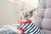 Roupa para gato: a camiseta é uma peça versátil e leve