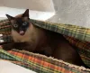 A Luna, do Gustavo Freitas, é uma gata Sialata muito brincalhona