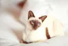A raça de gato Siamês tem orelhas maiores que o Sialata