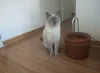 Tom Fletcher é o gato Sialata da Luana Lopes e tem os olhos azuis da raça