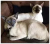 Impossível não se encantar com fotos de gato Siamês!