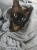 O Zeus, da Tatiana Lima, é um Sialata super apegado à tutora.