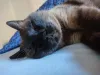 O Sialata dorme tanto quanto o gato Siamês! E o Zeus, da Tatiana Lima, mostra isso!