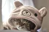 O gato com roupa de fantasia fica uma mistura de fofura e diversão