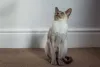 Muitas vezes o gato Siamês é confundido com a raça de gato Thai.