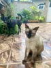 O Sialata, da Marcela Fernandes, vive até com um doguinho!