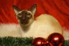 Raça de gato Siamês: seus pelos escuros no focinho são um charme!