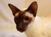 Brilhantes olhos azuis são características do Gato Siamês.