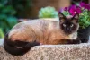 Os Sialatas também podem ter orelhas grandes, uma das características do gato Siamês.