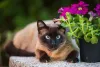 Imagens de gatos Siamês mostram que eles são tão curiosos quanto os Sialatas