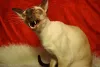 A raça de gato Siamês adora miar para chamar atenção
