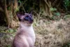 Raça Thai é super parecida com o Gato Siamês
