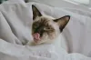O Sialata adora distribuir lambeijos! Imagens de gatos Siamês são sempre uma graça.
