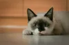 O filhote de gato Sialata já pode vir com a mancha preta, assim como o filhote de gato Siamês.