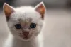 Enquanto outros filhotes de Sialata podem demorar a ter características do gato Siamês.