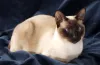 O gato Sialata também pode ser vesguinho, igual a raça Siamês