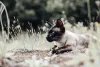 Assim como a raça Siamês, o gato Thai também tem pelagem em tom creme