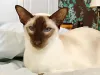 Mancha simetrica no rosto do gato Siamês é um indicativo da pureza da raça.