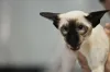 Imagem: gato Siamês com orelhas escuras e super pontudas vai te conquistar!