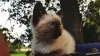 Filhote de Sialata é mais peludo que filhote de gato Siamês.