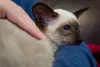 Filhote de gato Siamês não nega um colinho!