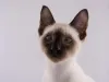 O filhote de Sialata, assim como o filhote de gato Siamês, aprende rápido a ser fiel ao tutor.