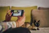 Pose para foto! Gato Siamês e Sialatas amam atenção