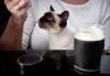 Não falta companheirismo com um gato Sialata ou um gato Siamês legítimo.