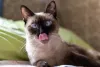 Os Sialatas são super dóceis, uma das características que herdaram do gato Siamês.