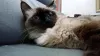 Alguns Sialatas podem ser peludinhos, bem diferentes do gato Siamês de raça.