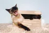 E é muito legal conversar com o gato Siamês ou Sialata!