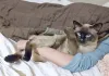 Gato Siamês: fotos de Sialata podem confundir gateiros inexperientes.