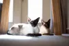 Imagens de gato Siamês: conheça a raça!