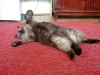 O Sialata é super sociável, assim como gato Siamês.