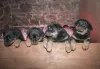Vários Rottweilers filhotes juntos