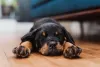 Rottweiler filhote dormindo