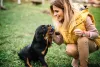 Rottweiler comendo na mão da dona