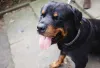 Rottweiler com a língua de fora