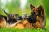 Cães e gatos: é mais fácil adaptar um cão adulto com um gato filhote do que o contrário