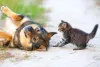 Gato vs cachorro: eles não são inimigos. Pelo contrário, podem ser grandes amigos!