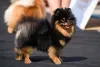 O Lulu da Pomerânia é uma raça de porte pequeno mas super corajoso