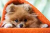 Escolher um nome para cachorros Spitz Alemão pode ser mais uma tarefa demorada, mas divertida