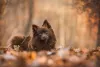 O cachorro Spitz marrom pode ser chamado de Avelã, Cacau ou Nutella