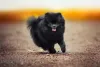 Já os nomes para cachorros Spitz Alemão preto podem ser Eclipse, Noturno ou Pantera