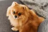 O Zwergspitz vermelho pode ser chamado de Foguinho, Ginger ou Raposa