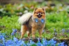 Nomes para cachorro Spitz Alemão macho como Chico, Oliver e Fred sempre combinam