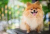 Nomes de cachorro fêmea como Lola, Bebel e Nala são garantia de sucesso