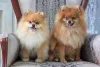 Os nomes para cachorro fêmea ou macho funcionam melhor se forem curtos