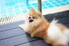 O Spitz Alemão tem um jeitinho carismático que faz qualquer um se apaixonar