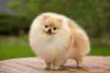 O nome de cachorro fêmea ou macho pode fazer menção à sua personalidade fofa, como Dengo, Princesa ou Love